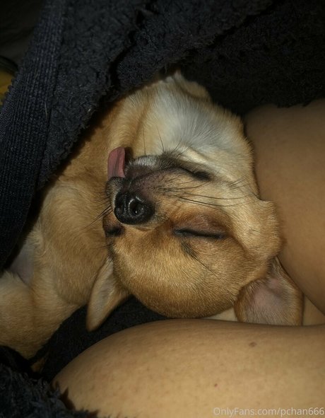 Pchan666