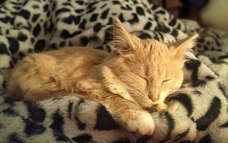 Nacktes geleaktes OnlyFans-Foto von Miss Wolfie