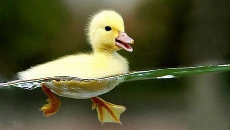 Quacks