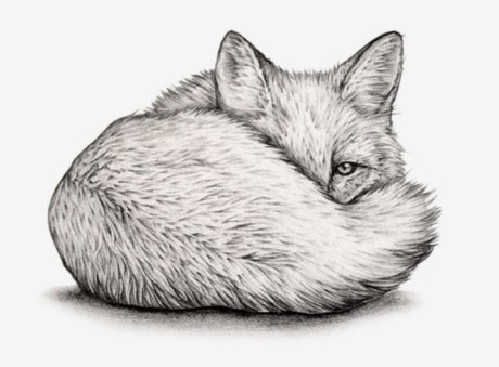 Quinn Fox