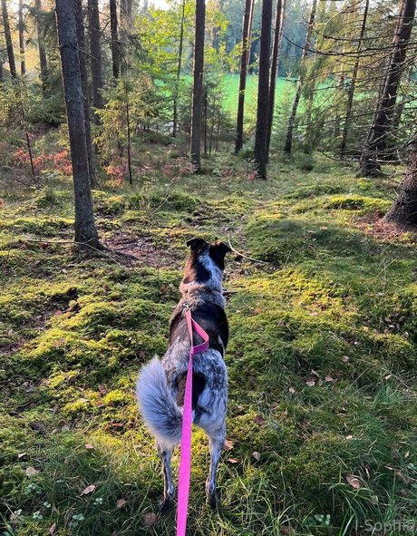 Isophie