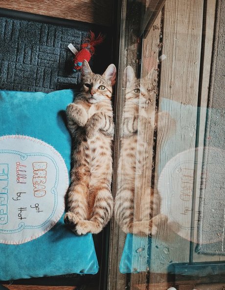 Nacktes geleaktes OnlyFans-Foto von Fosterkittendad