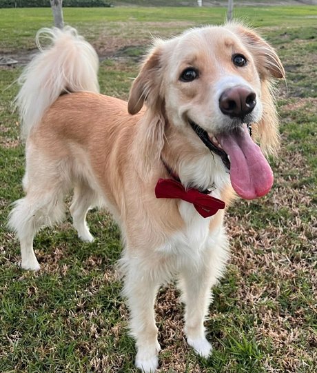 Official_antonellakahllo