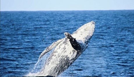 Antonia Waerea-Adams